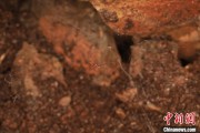 星尘算命江西发现蜘蛛新物种 为研究呵叻蛛属适应区域提供依据