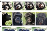 星尘算命国际最新研究：机器人“打哈欠” 黑猩猩被传染